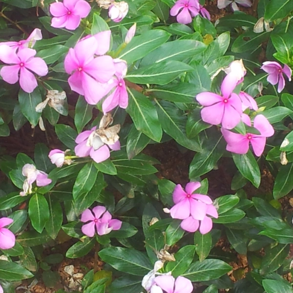 Blooms-Pushpa-Achanta-1